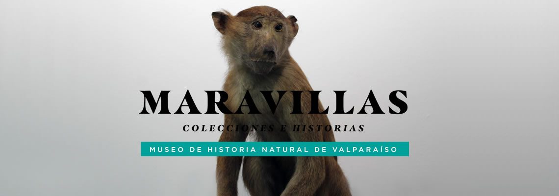 Maravillas: Colecciones e historias en CCPLM