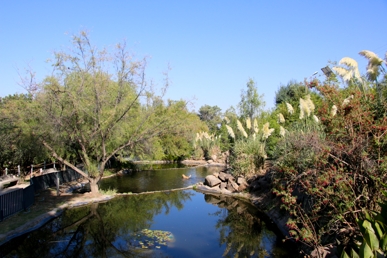 Bosque Santiago, en Parque Metropolitano