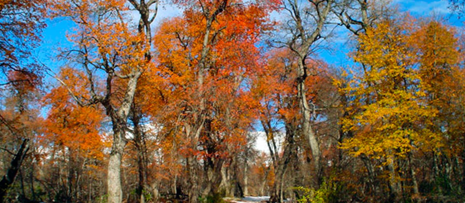 A disfrutar los últimos días de otoño